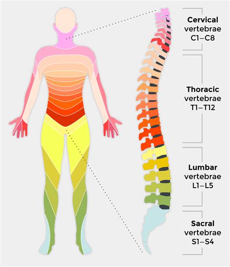 A backbone network or network backbone is a part of computer network infrastructure that interconnects various pieces of network, providing a path for the exchange of information between different lans or subnetworks. Spinal cord injury and how it affects people | Back Up
