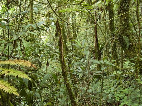 Tropical Forests May Be Absorbing More Carbon Dioxide Than Previously
