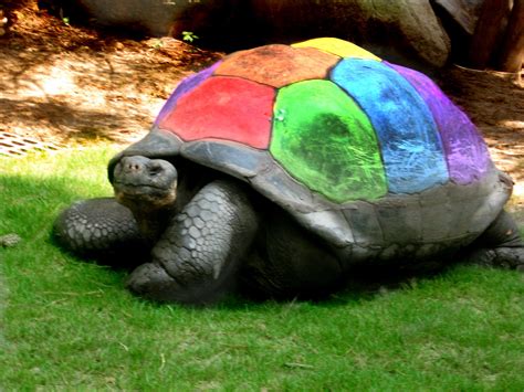 Rainbow Turtle Only Kailey Would Know Sea Turtle Wallpaper Turtle