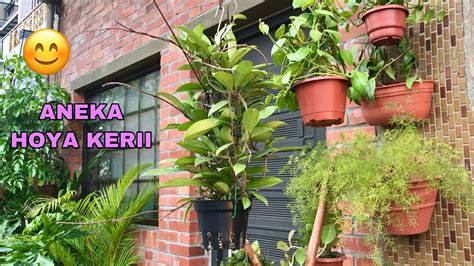 Tanaman gantung yang tahan panas. #hoya kerii aneka macam tanaman hias | Hoya kerii plants #호야 케리 리 - YouTube