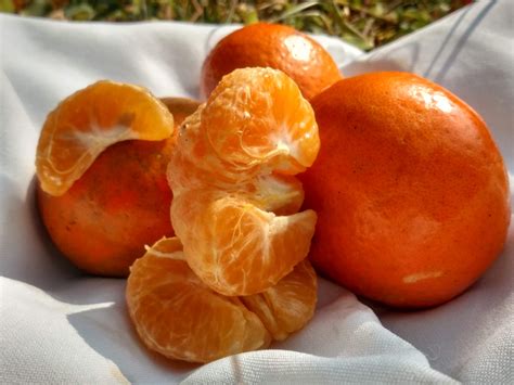Cinco Recetas Fáciles Con La Fruta De La Temporada La Mandarina Infobae