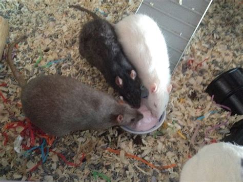 Check spelling or type a new query. rats eat raisins