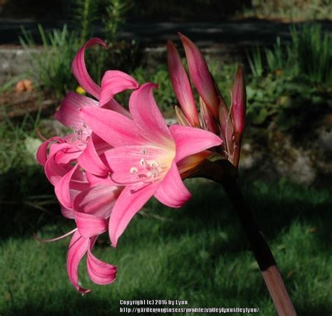 photo of the closeup of buds sepals and receptacles of naked lady amaryllis belladonna posted