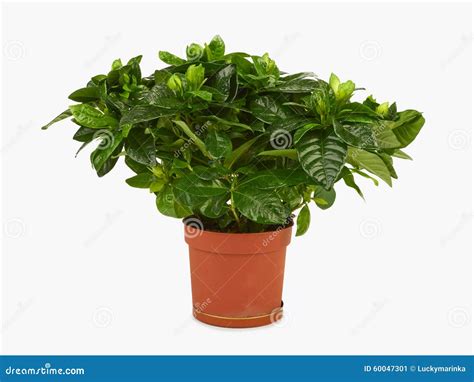 Gardenia Plant Stock Image Image Of Isolated Cultivate 60047301