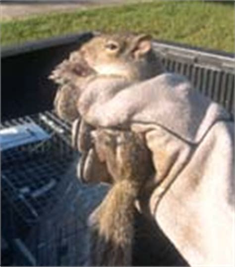 We have reviews of the best places to see in tierra verde. Tampa bay area nuisance squirrel control and removal.