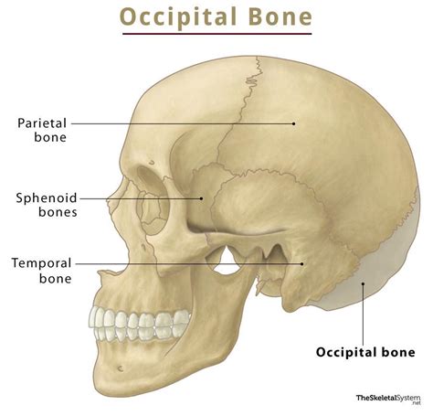 Occipital Bone Anatomy Location Functions And Diagram