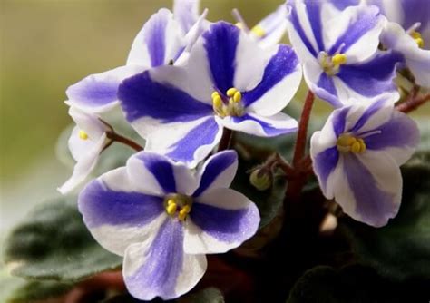 Como Cultivar A Flor Violeta Flores Coloridas