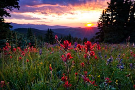 Complete Guide To Wildflowers In Yellowstone Coveredground
