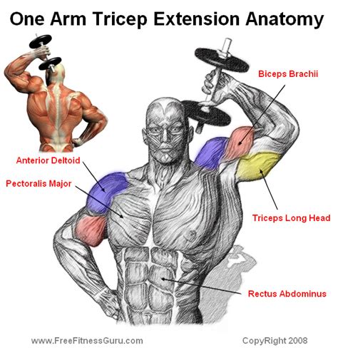 Tricep Muscle Diagram