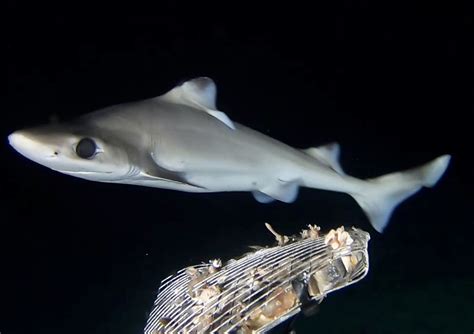 rare glow in the dark shark discovered in cayman s waters cayman compass