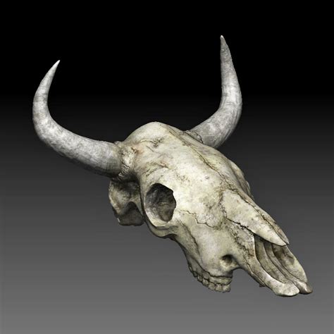 Complement your western decor with our detailed cattle skulls. cow skull max