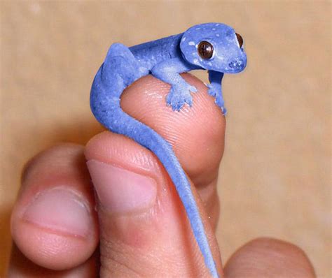 Blue Reptile Exotic Pets Pinterest Pets Too Cute And So Cute