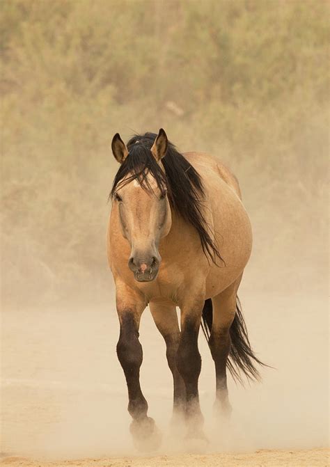 Wild Mustang Dun Horse In Dust Colorado Usa Photograph By Carol