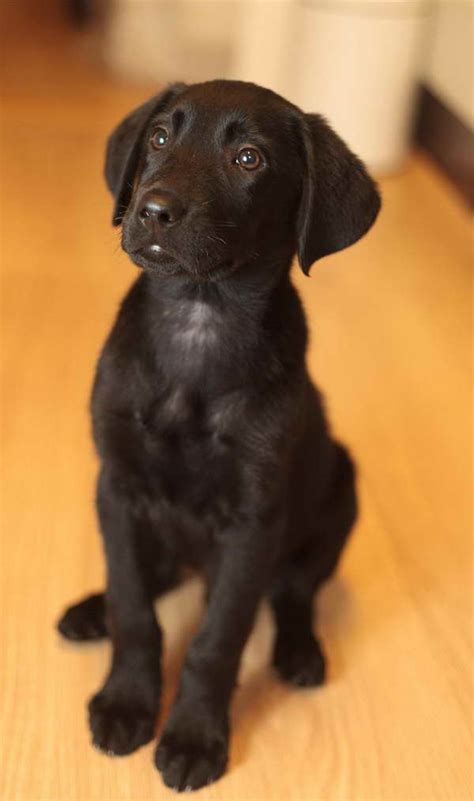 Should you get a black golden retriever? Black Lab Mixed With Golden Retriever | PETSIDI
