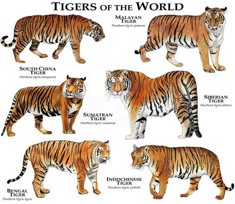 Tigers Of The World Poster Print Tiger Species Big Cats Animals Wild