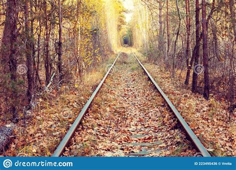 Old Railway In The Autumn Forest Stock Photo Image Of Rail Forest