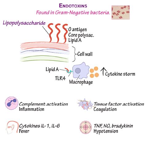 Immunologymicrobiology Glossary Bacteria Endotoxin Draw It To Know It