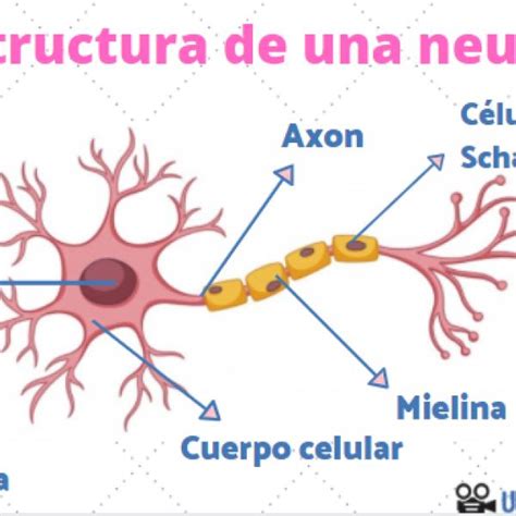 Sint Tico Foto Dibujo De La Neurona Y Sus Partes Y Funciones Cena The Best Porn Website