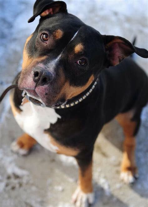 Zu pitbull mischling hundefutter liegen aktuell über 92 unabhängige bewertungen vor. American Pitbull Terrier / Rottweiller Mix .. Omg! I want ...