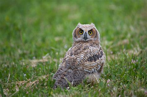 Great Horned Owl Sean Crane Photography