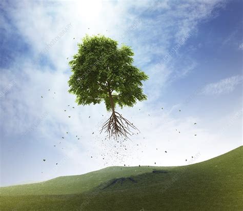 Uprooted Tree Artwork Stock Image F0105971 Science Photo Library