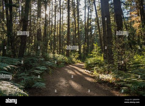 Path Trough Dense Pine Forest With Ferns And Monterey Pine Pinus