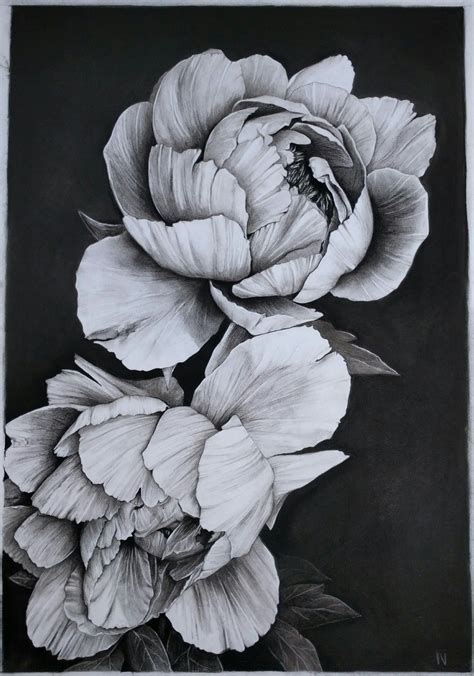 Peony Drawing Floral Drawing Floral Art Painting And Drawing Flower