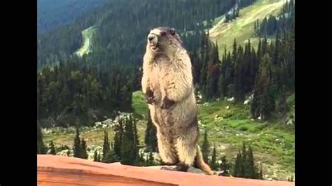 Marmot Screaming Patricia Youtube