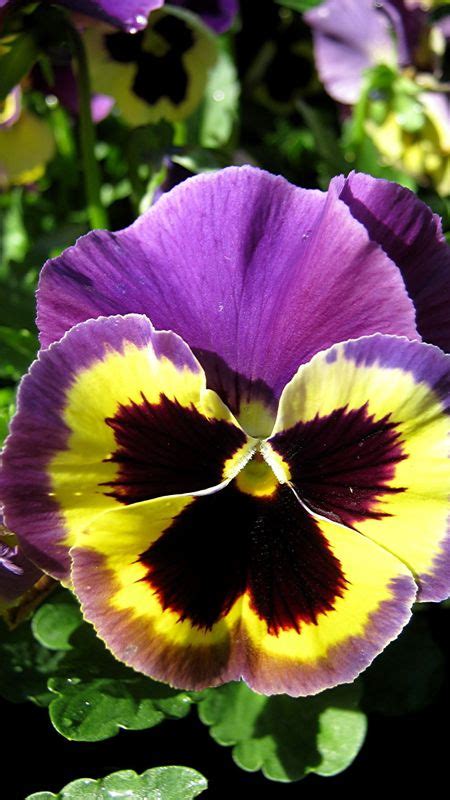 Pansy Yellow Adorable Flower Wallpaper Download Mobcup