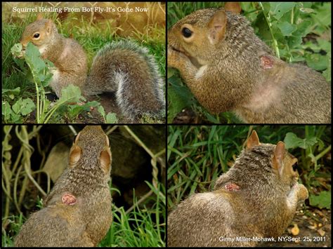 Photography By Ginny Sept 25 2011 Squirrels And My Cutest Fox Pup