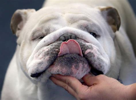 English Bulldogs Now So Inbred Their Appalling Health Problems Will Not