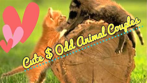 ♥ Cute And Odd Animal Couples ♥ Youtube