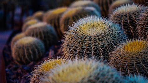 Cacti Plants Green Nature Cactus Hd Wallpaper Peakpx