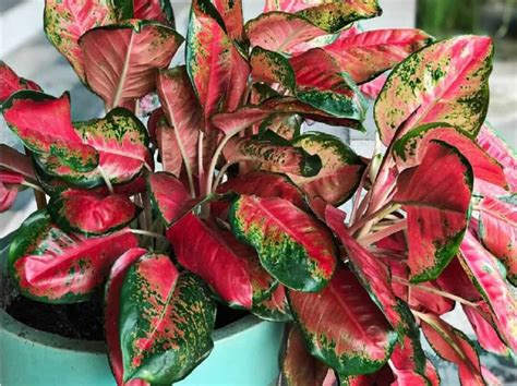 10 Best Houseplants With Red Leaves Who Are They