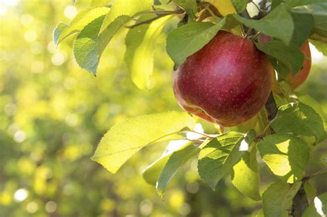 Click on images of samaras, seed pods, fruits, berries, cones and nuts to enlarge. Apple Day 2017 - National Awareness Days Events Calendar ...