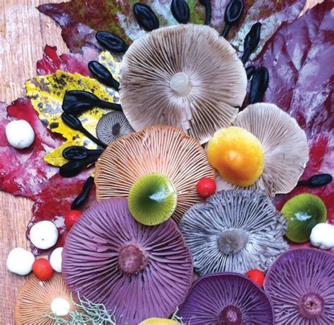 Photographer Captures Colorful Mushrooms In Vibrant Arrangements