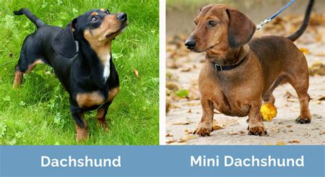 Dachshund vs Mini Dachshund: The Differences (With Pictures) | Hepper