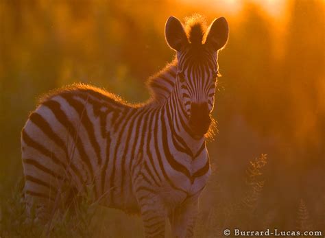 zebra sunset burrard lucas photography