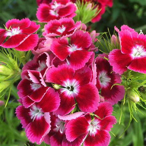 Dianthus Our Edible Flowers The Flower Deli