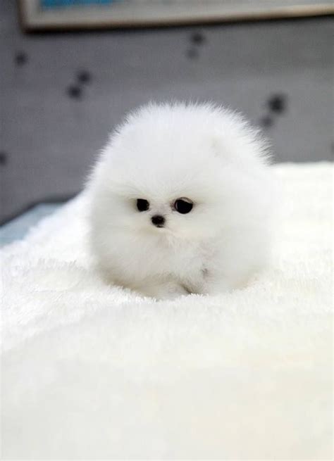 Cute Fluffy Puppy Cuddle Wow White Pet Small Cute