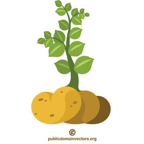 Potato Plant Vegetable Public Domain Vectors