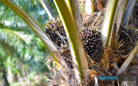 Bernama Oil Palm Planters Can Tackle Rising Operation Costs By