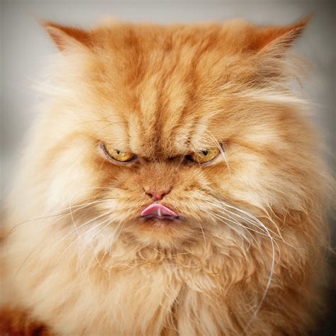 Meet Garfi The Angriest Cat On The Internet Huffpost