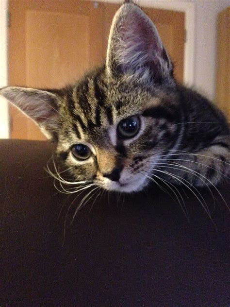 Super Cute Kitten For Sale London East London Pets4homes