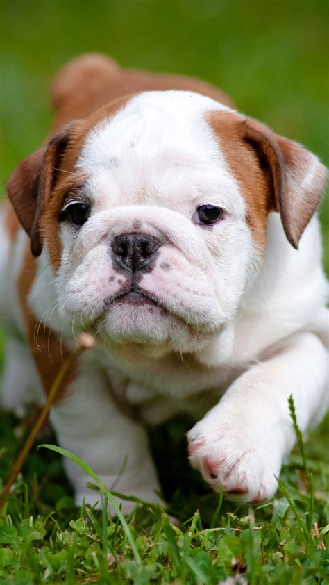 Bulldog puppy - Best htc one wallpapers, free and easy to download