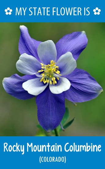 You may notice, however, that some species are shared throughout multiple states. Where can you find a list of the state flower for all 50 ...
