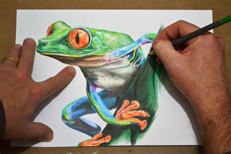Frog Pencil Drawings