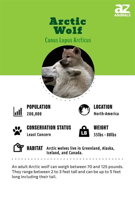 Arctic Wolf Animal Facts Canus Lupus Arcticus A Z Animals