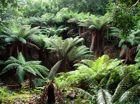 However, they are adaptable to lesser conditions as long as regular water is provided. The Fern Pit - Trewidden Gardens | Cornwall Guide