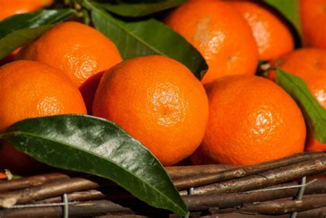 Mandarina | Características, beneficios, propiedades, usos | Fruta